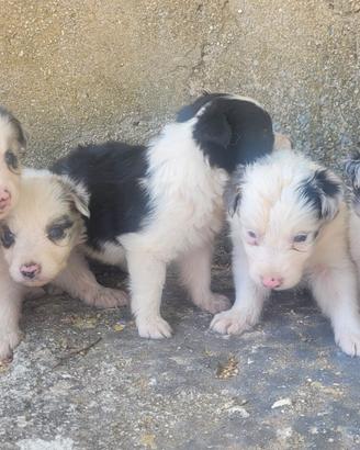 Border collie cuccioli di 1 mese