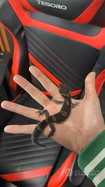 Geco leopardino