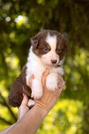 Cuccioli Pastore Australiano con Pedigree