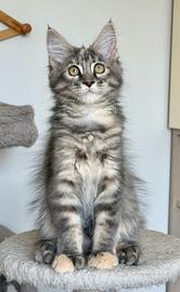 Cuccioli maine coon con pedigree anfi