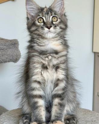 Cuccioli maine coon con pedigree anfi