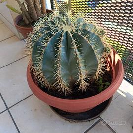 cuscino di suocera 