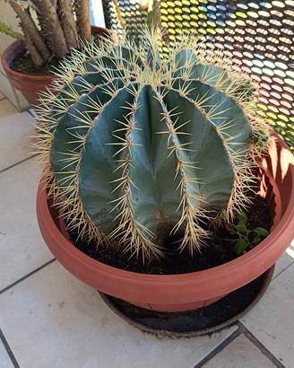 cuscino di suocera 