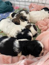 Shi-tzu Shi-tzu