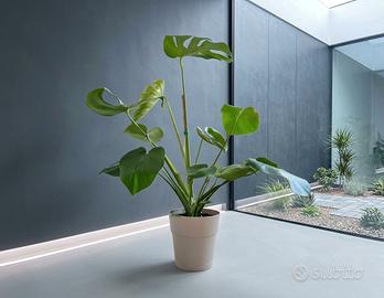 🌿 Pianta Monstera Deliciosa SPLENDIDA 💚