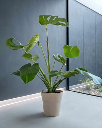 🌿 Pianta Monstera Deliciosa SPLENDIDA 💚