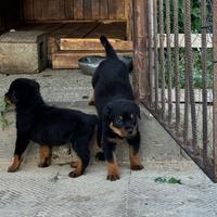 Cuccioli Rottweiler