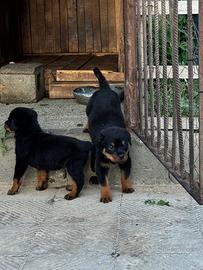 Cuccioli Rottweiler