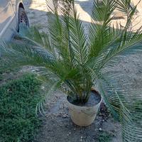 pianta cycas