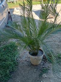 pianta cycas