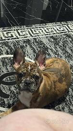 Bulldog Francese