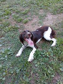 Springer spaniel femmina