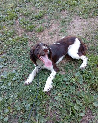 Springer spaniel femmina