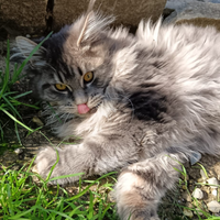 Allevamento Passion Lynx Maine Coon bordighera