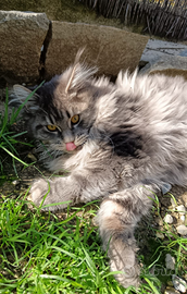 Allevamento Passion Lynx Maine Coon bordighera