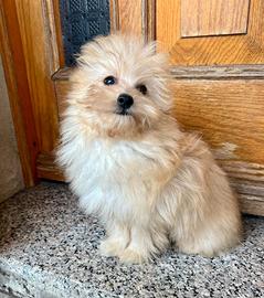 POMAPOO volpino Spitz di Pomerania per Barboncino