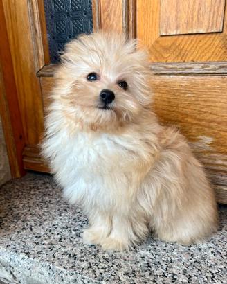 POMAPOO volpino Spitz di Pomerania per Barboncino