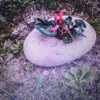 pietra per giardino o interni 
