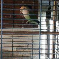 Pappagalli inseparabili e tortore