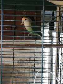 Pappagalli inseparabili e tortore