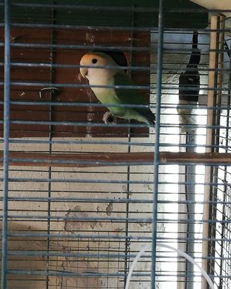 Pappagalli inseparabili e tortore