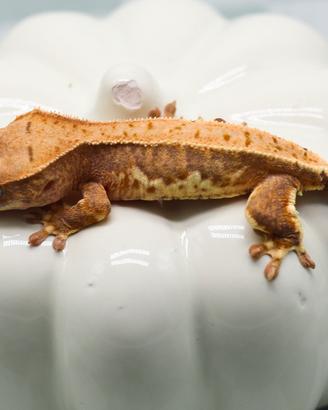 Geco ciliatus maschio