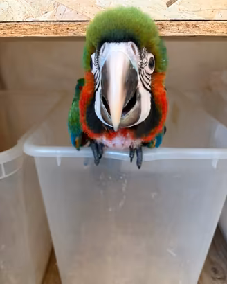 Merlo indiano ara amazzone ecletto conuro