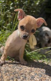 Chihuahua cucciolo