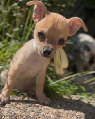 Chihuahua cucciolo