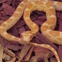 Serpe del Grano Albino