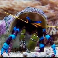Paguri blu marini tropicali - Calcinus elegans