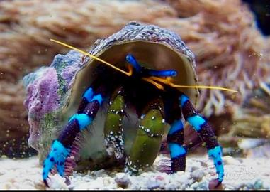 Paguri blu marini tropicali - Calcinus elegans