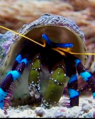 Paguri blu marini tropicali - Calcinus elegans