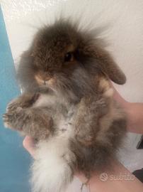 Cucciolo coniglio