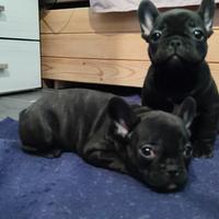 Cucciolo di Bulldog francese