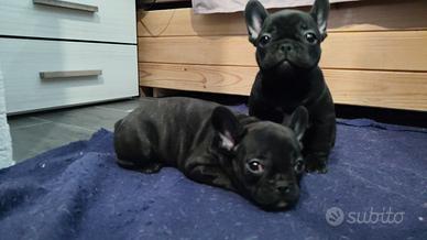 Cucciolo di Bulldog francese