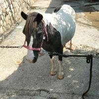 Pony femmina