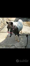 Pony femmina