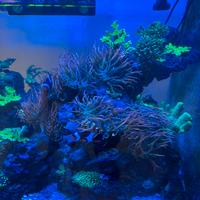 Anemoni acquario marino