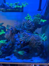 Anemoni acquario marino