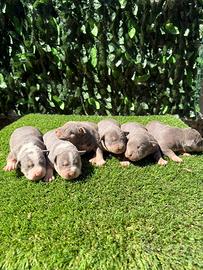 American Pitbull terrier