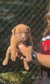 American Bully XL /xxl