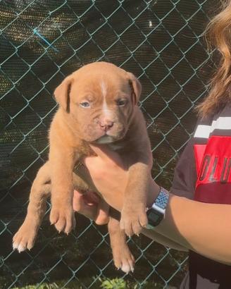 American Bully XL /xxl