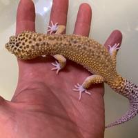 Geco leopardino maschio