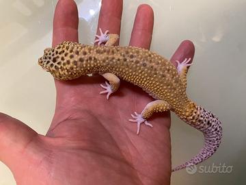 Geco leopardino maschio