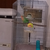 Coppia di pappagalli inseparabili