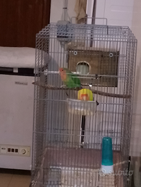 Coppia di pappagalli inseparabili