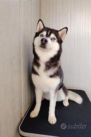 Cuccioli di Siberian Husky