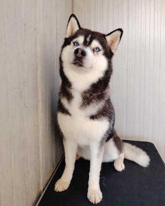Cuccioli di Siberian Husky