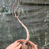 pre bonsai 